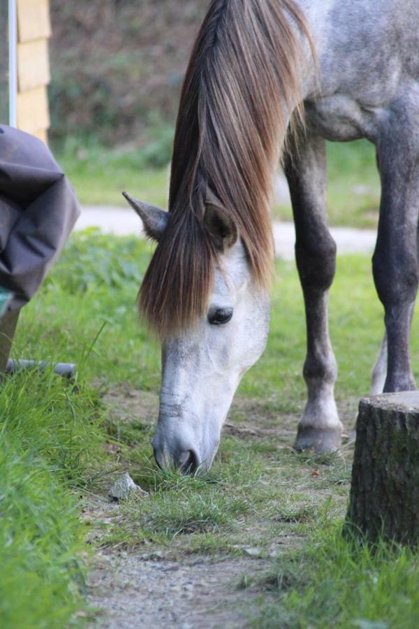 Une Roulotte Et Des Chevaux Treffléan Εξωτερικό φωτογραφία