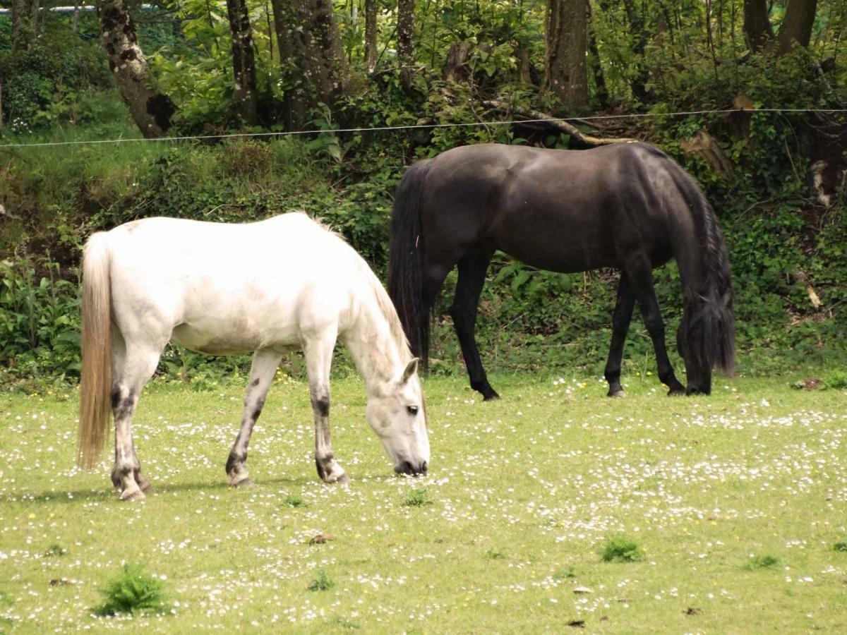 Une Roulotte Et Des Chevaux Treffléan Εξωτερικό φωτογραφία